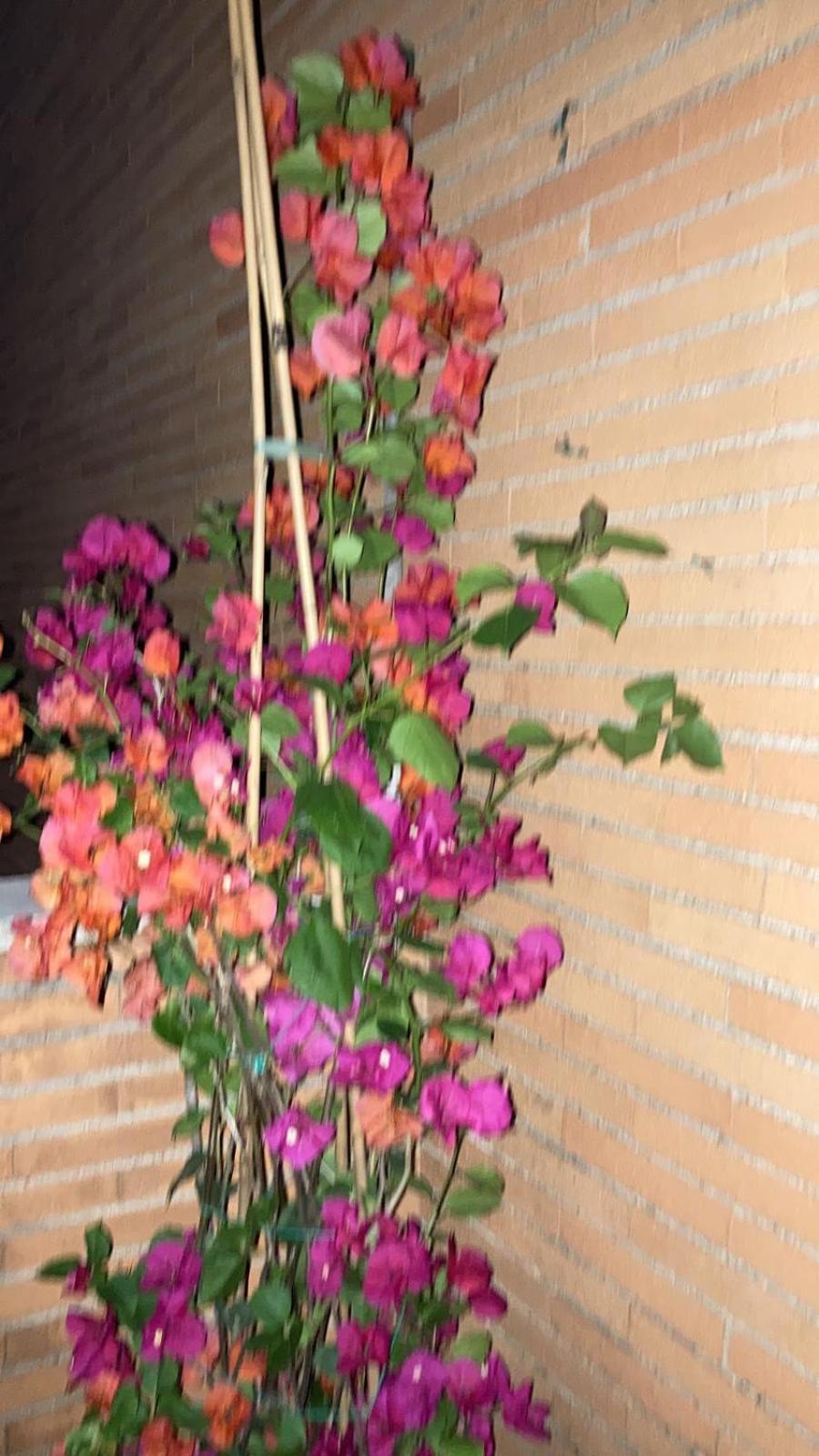 Le Mille E Notte Rom